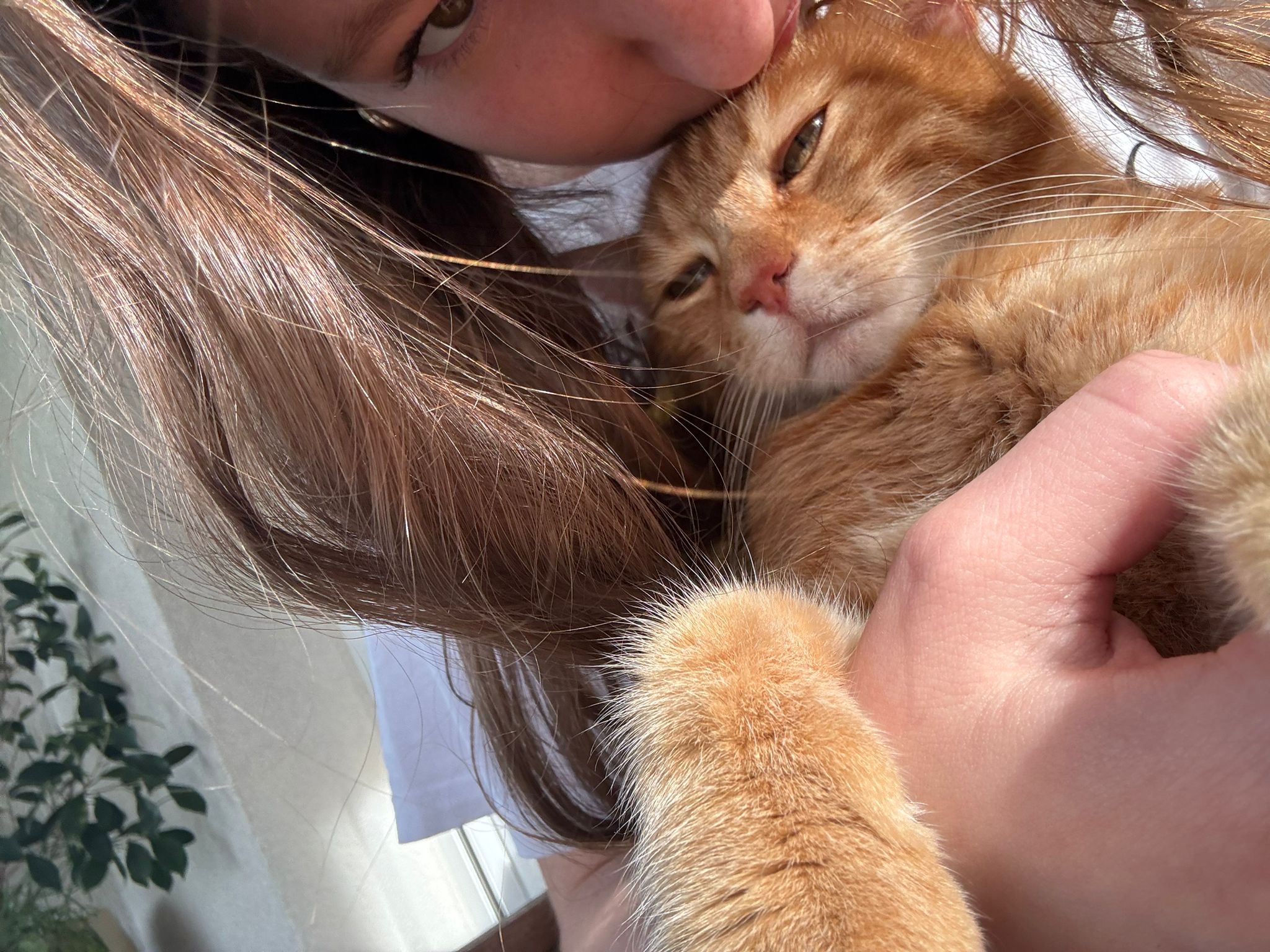 meine Katze
