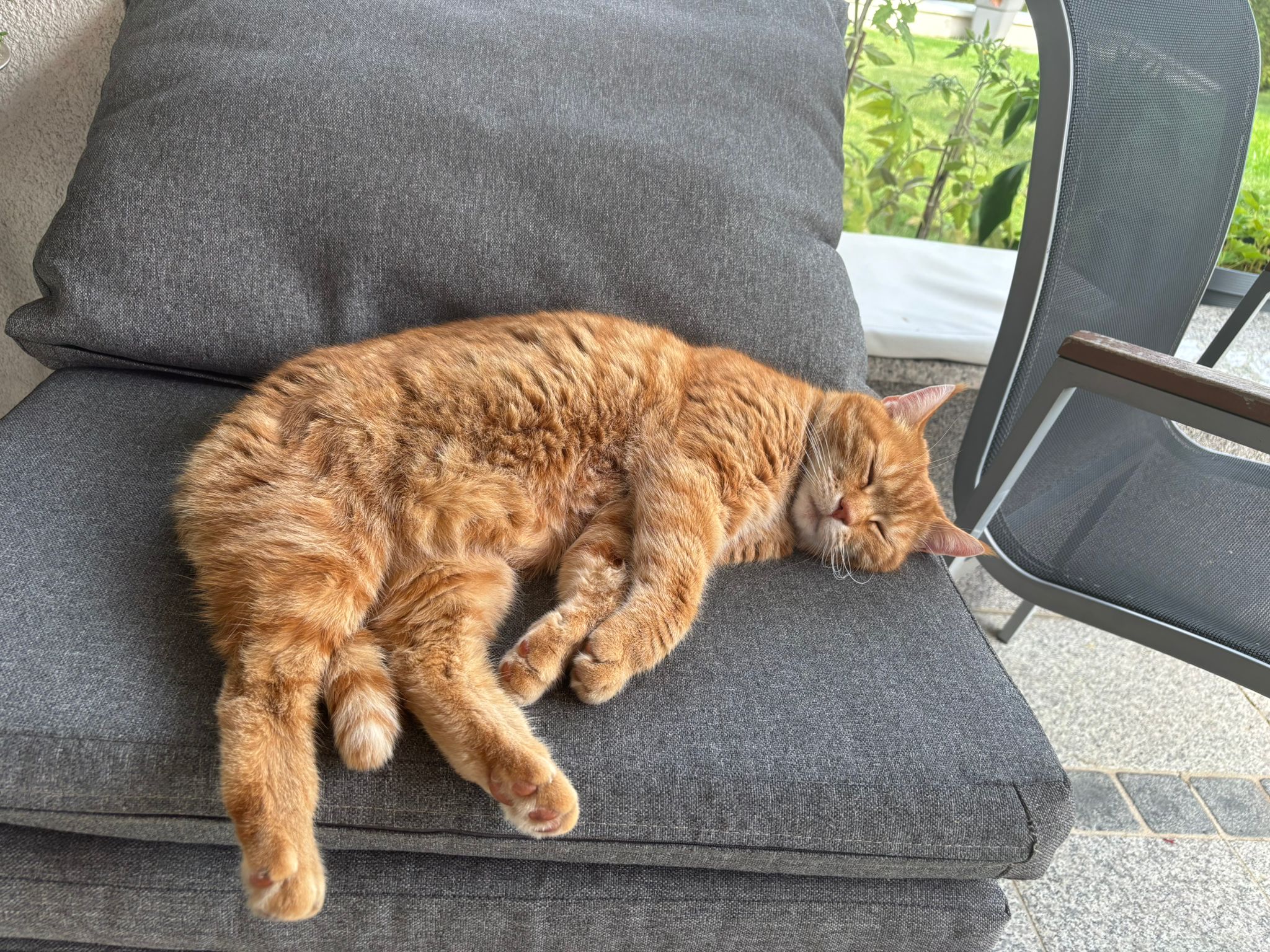 meine Katze