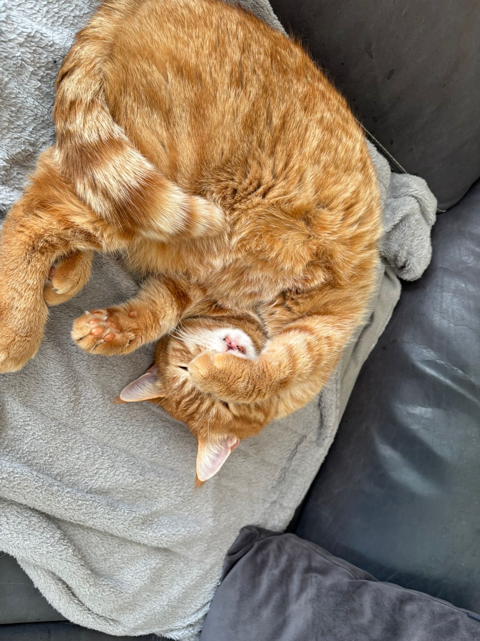 meine Katze