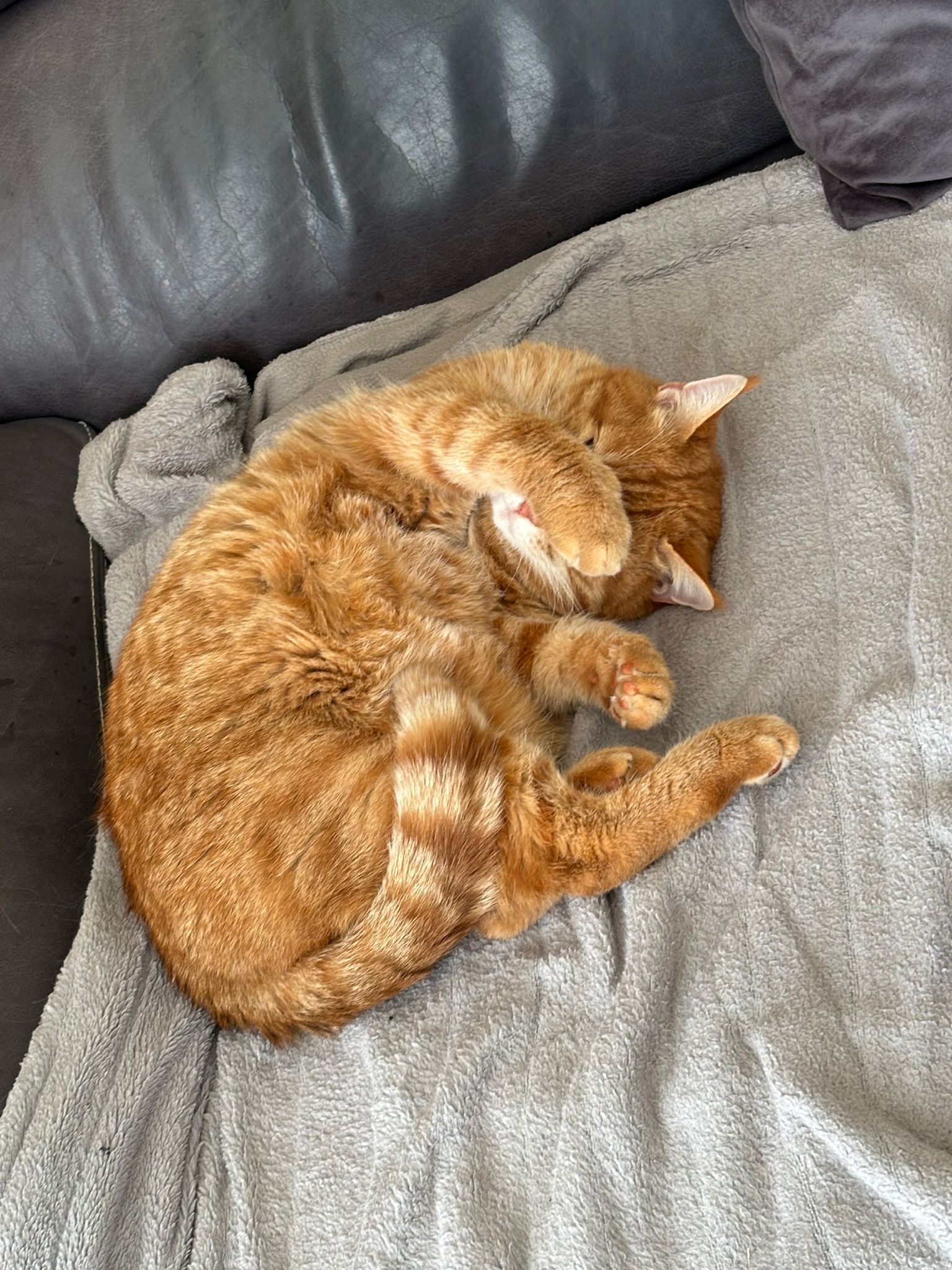 meine Katze