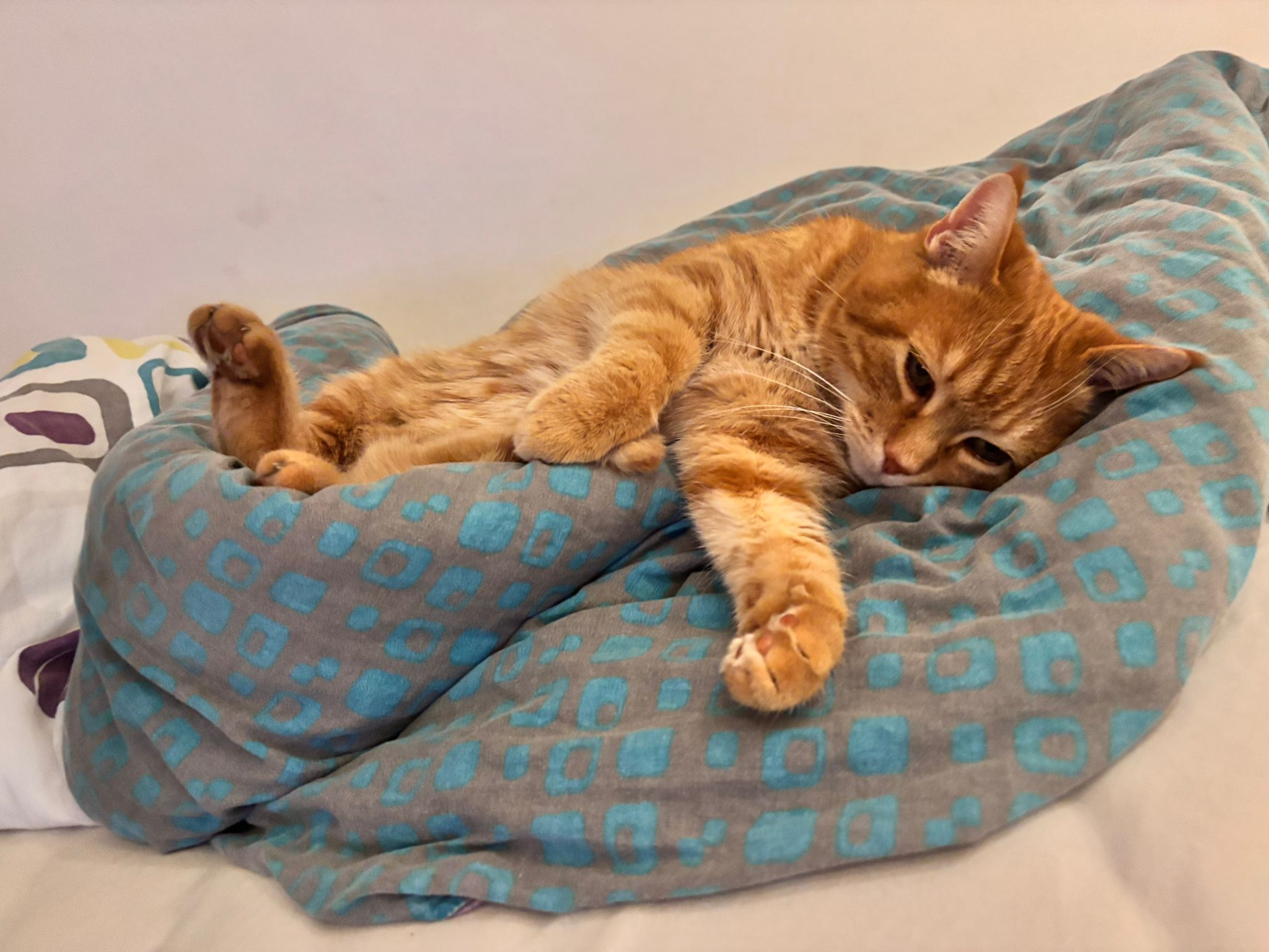 meine Katze