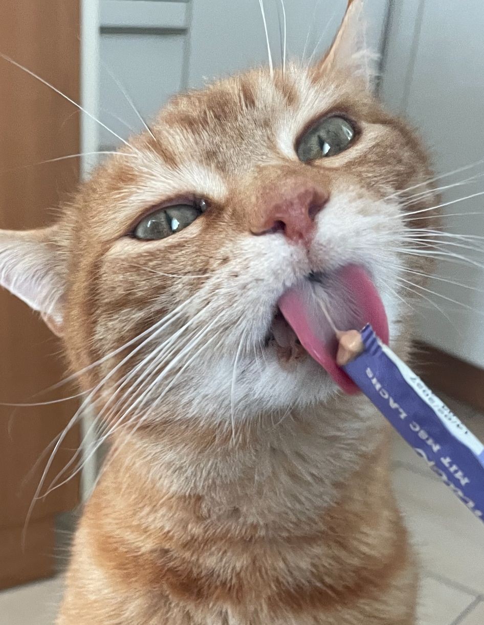 meine Katze