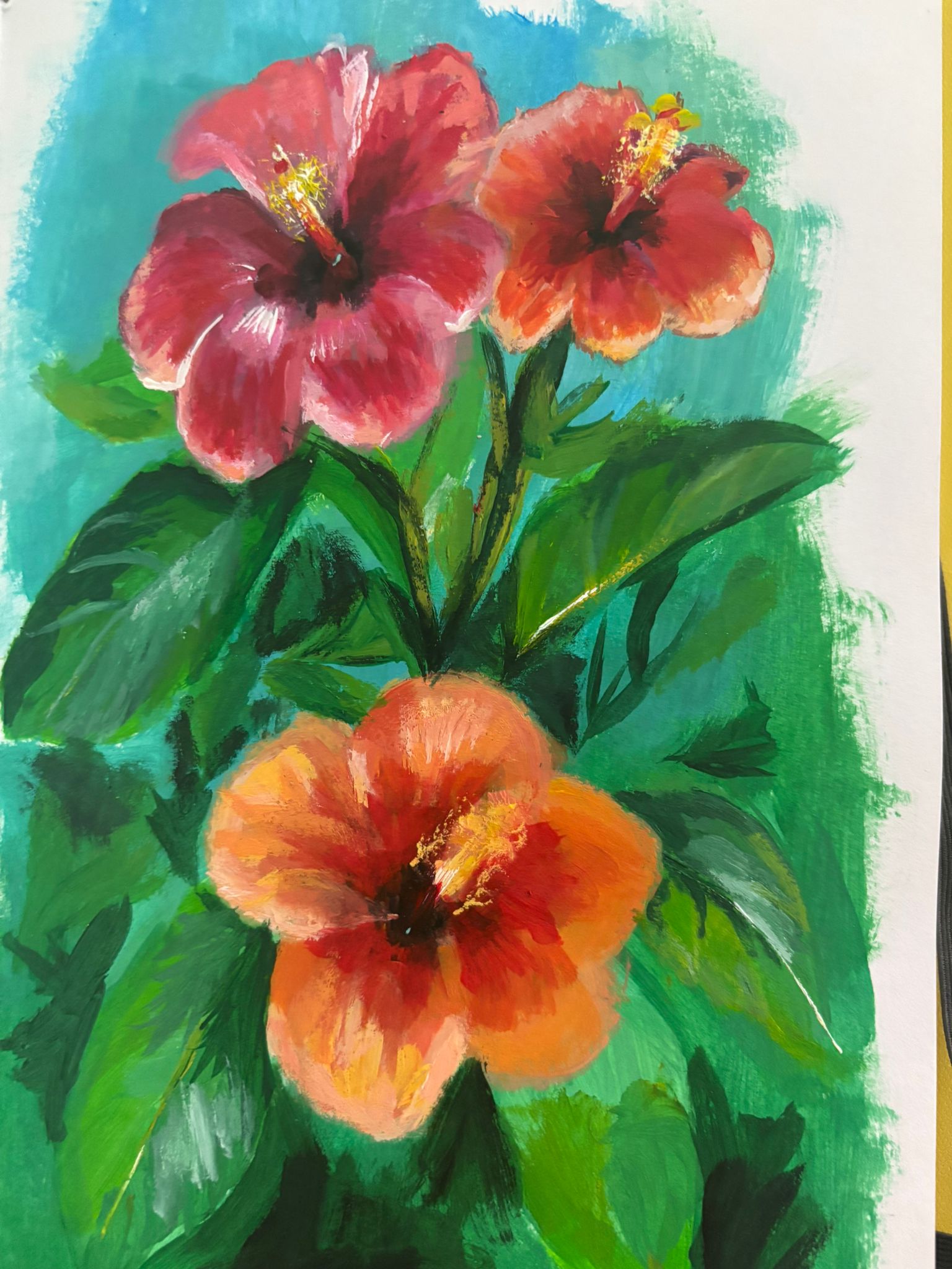 Hibiskus