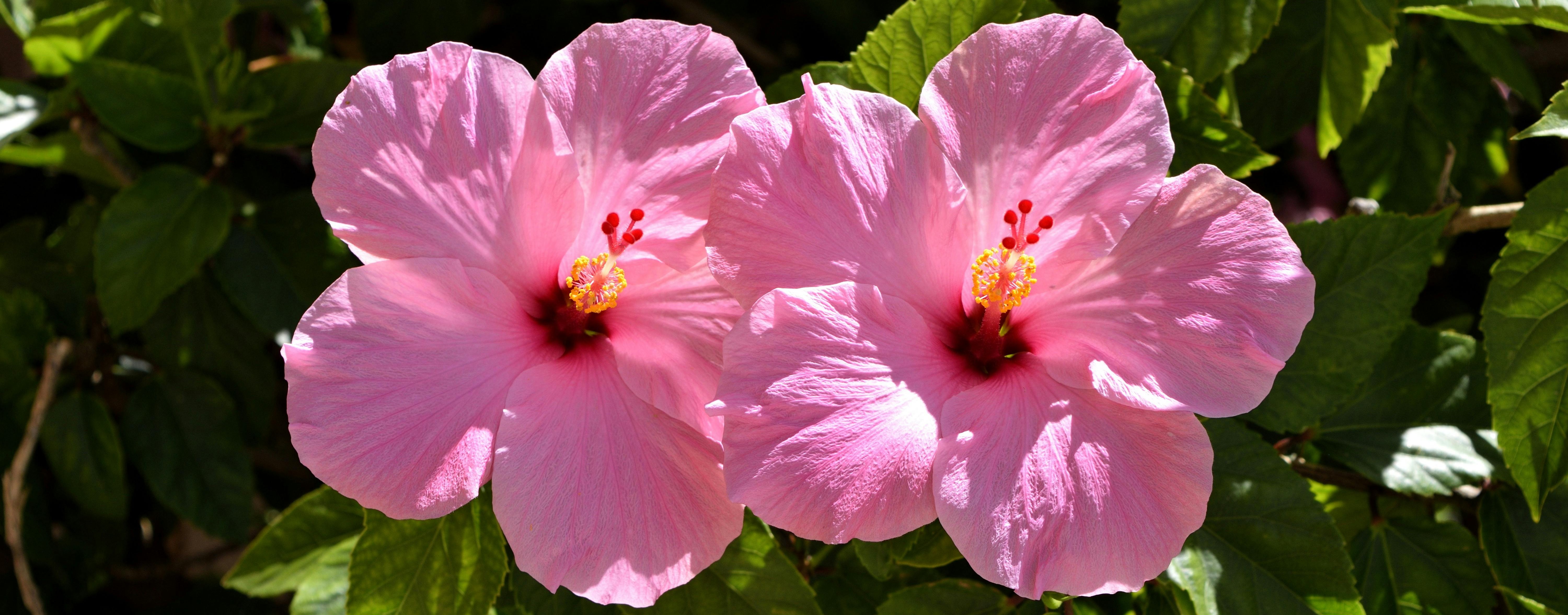 Hibiskus